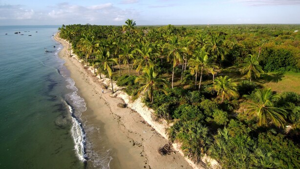 Une plage bordée de palmiers et de bateaux.