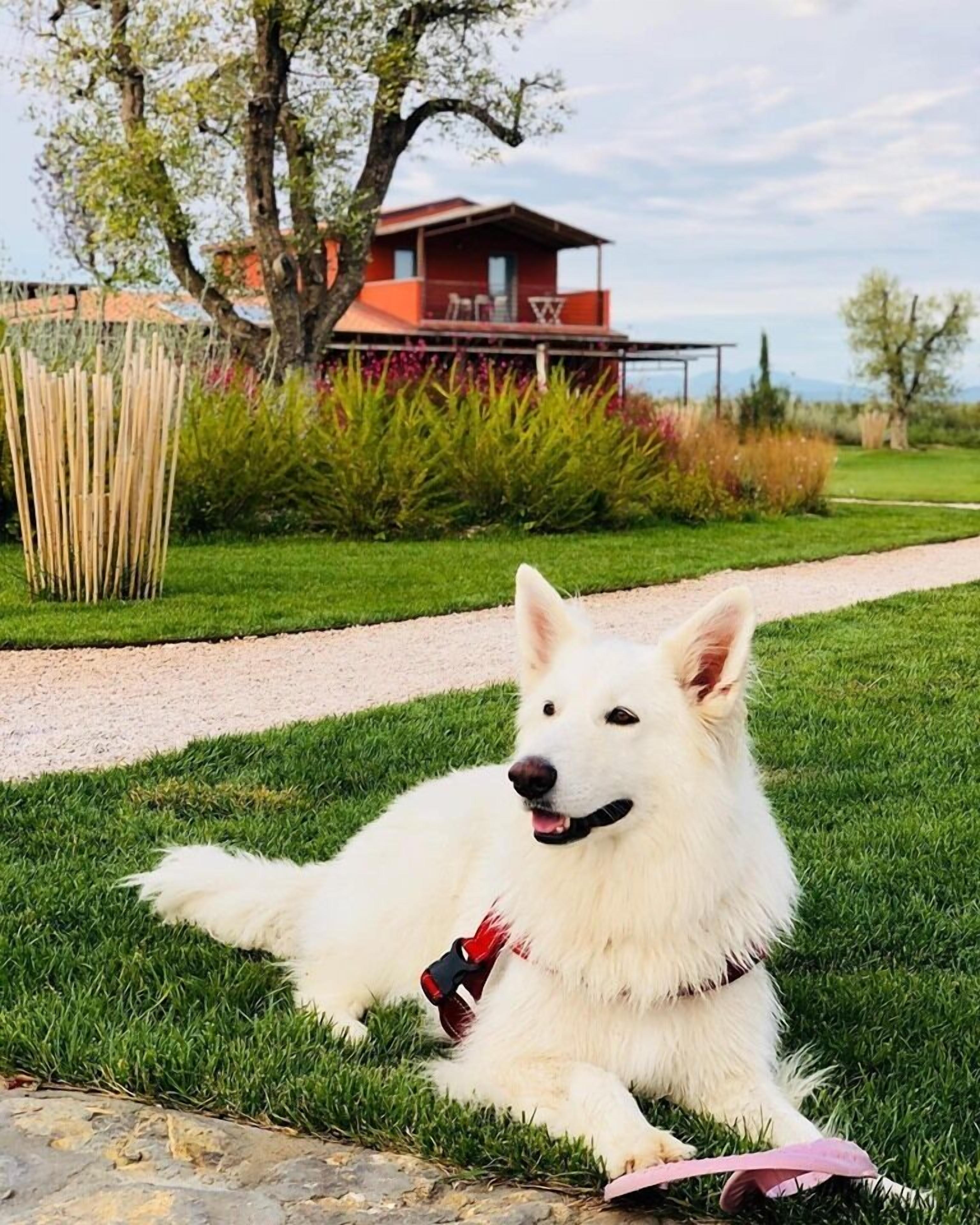 السماح باصطحاب الحيوانات الأليفة