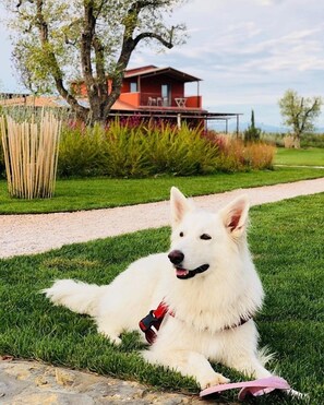 Huisdieren toegelaten