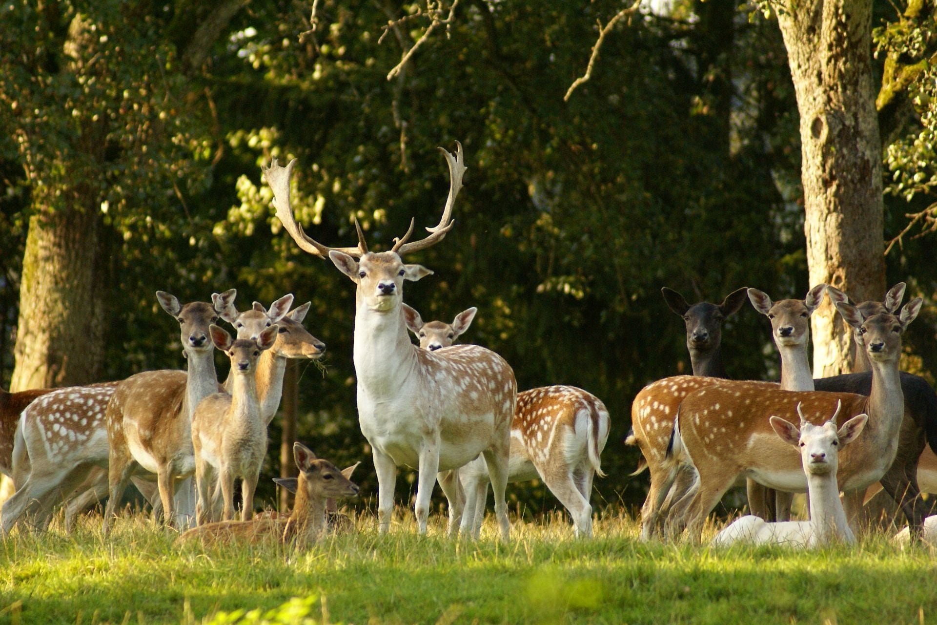 A group of deer in a grassy area with trees in the background.