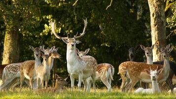A group of deer in a grassy area with trees in the background.