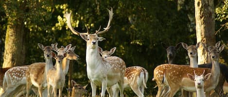 A group of deer in a grassy area with trees in the background.