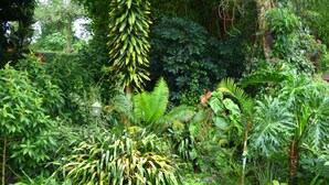 Un jardin luxuriant, parsemé de différentes plantes tropicales, et bordé d’un mur de pierre.