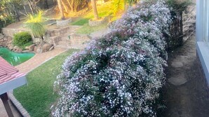 A garden with a variety of plants and a small pond. - Royaltics Place (Randburg)