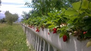 Jardín