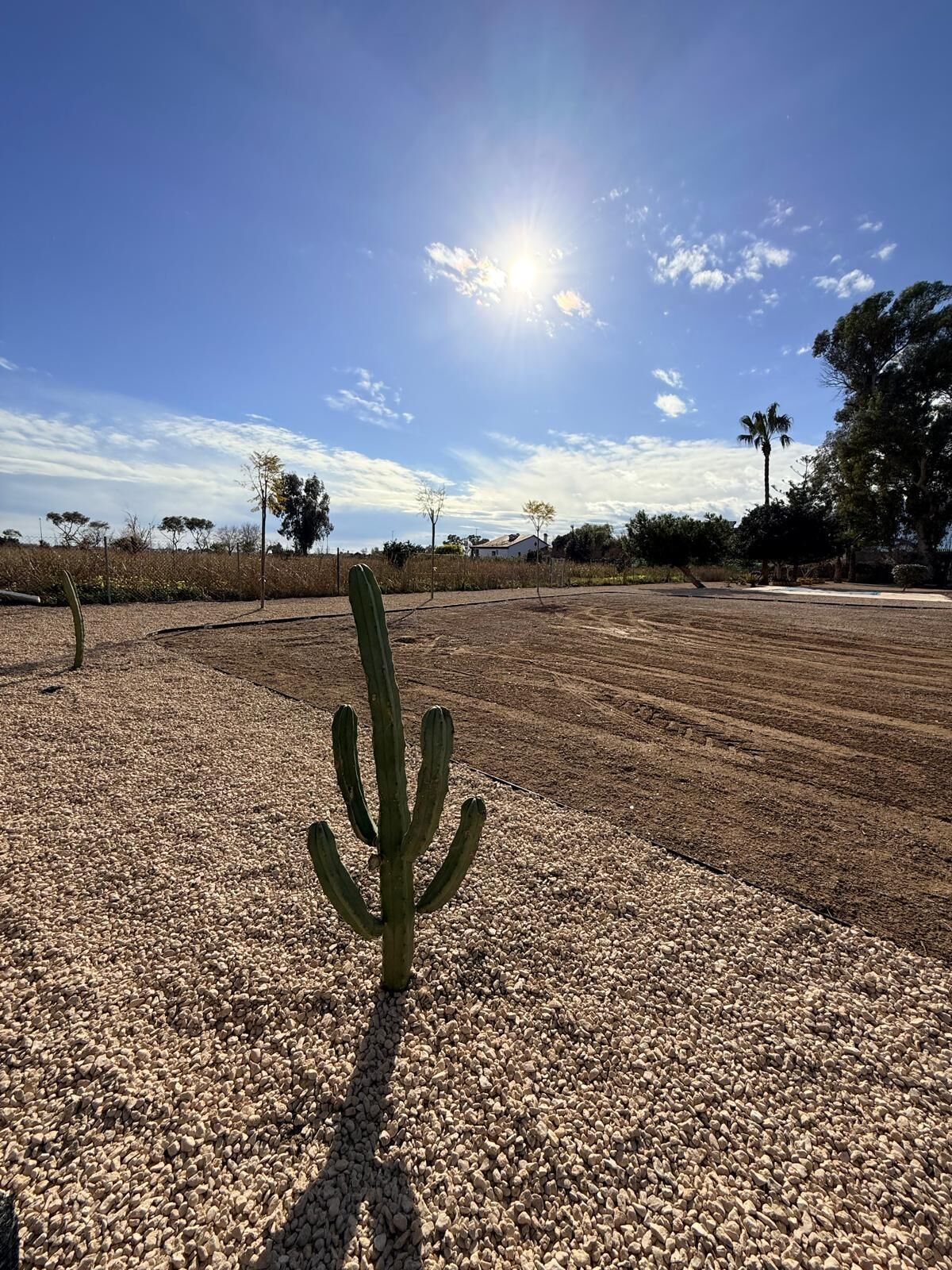 A cactus in a gravelly area with a clear sky and distant trees.
