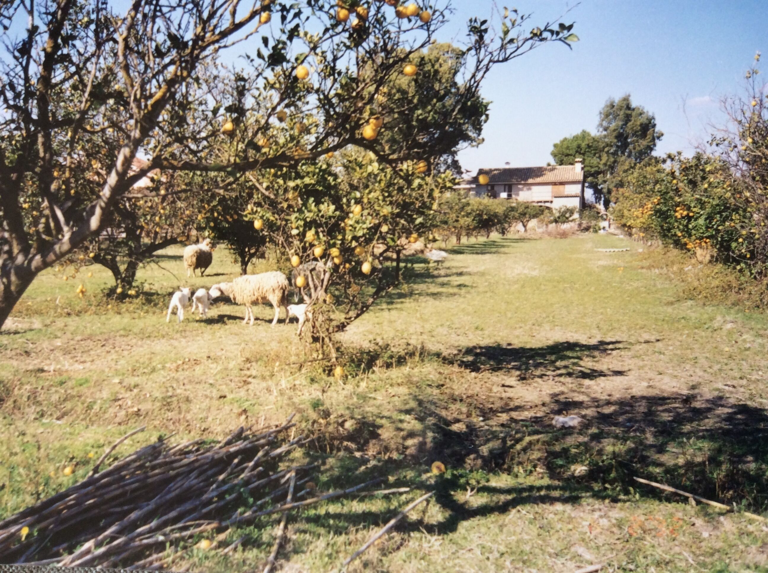 Área da propriedade