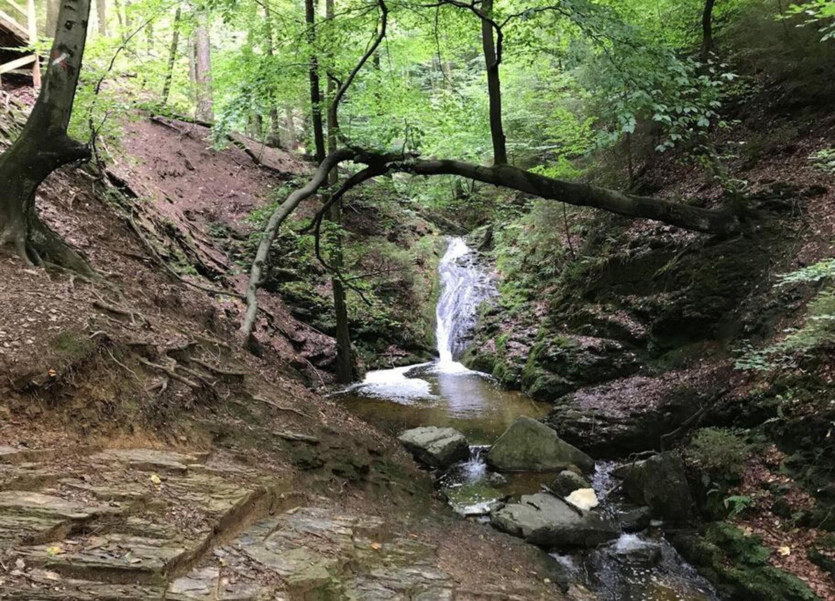A forested area with a small waterfall and a rocky path.