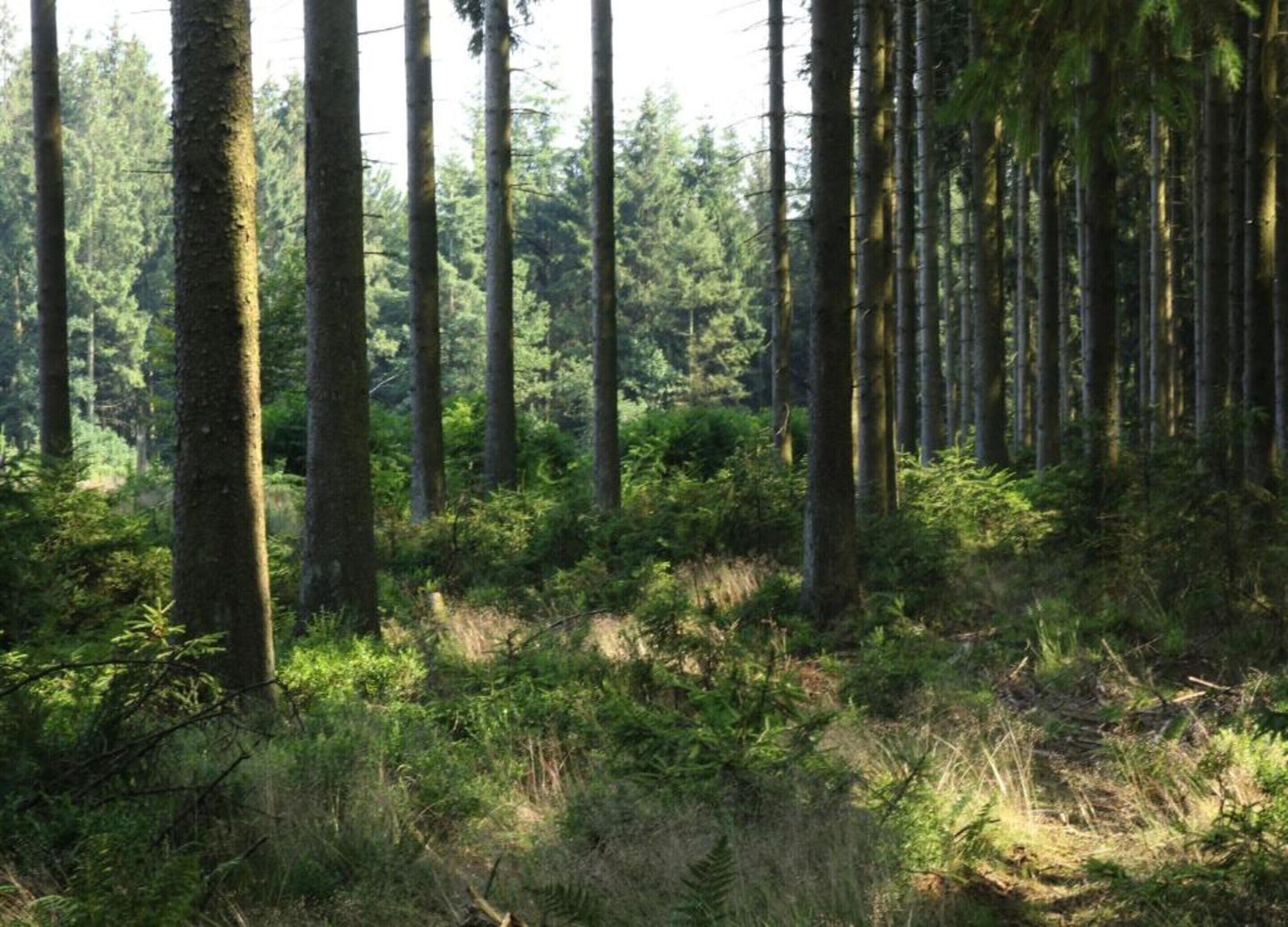 Une forêt dense, avec de grands arbres et un sous-bois touffu.