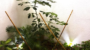 Interior - Zamia Hostel (Bucaramanga)