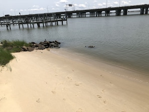Beach - Harbor Delight On The Bay - Private Sandy Beach! 4 Bedroom Home by RedAwning (Norfolk)