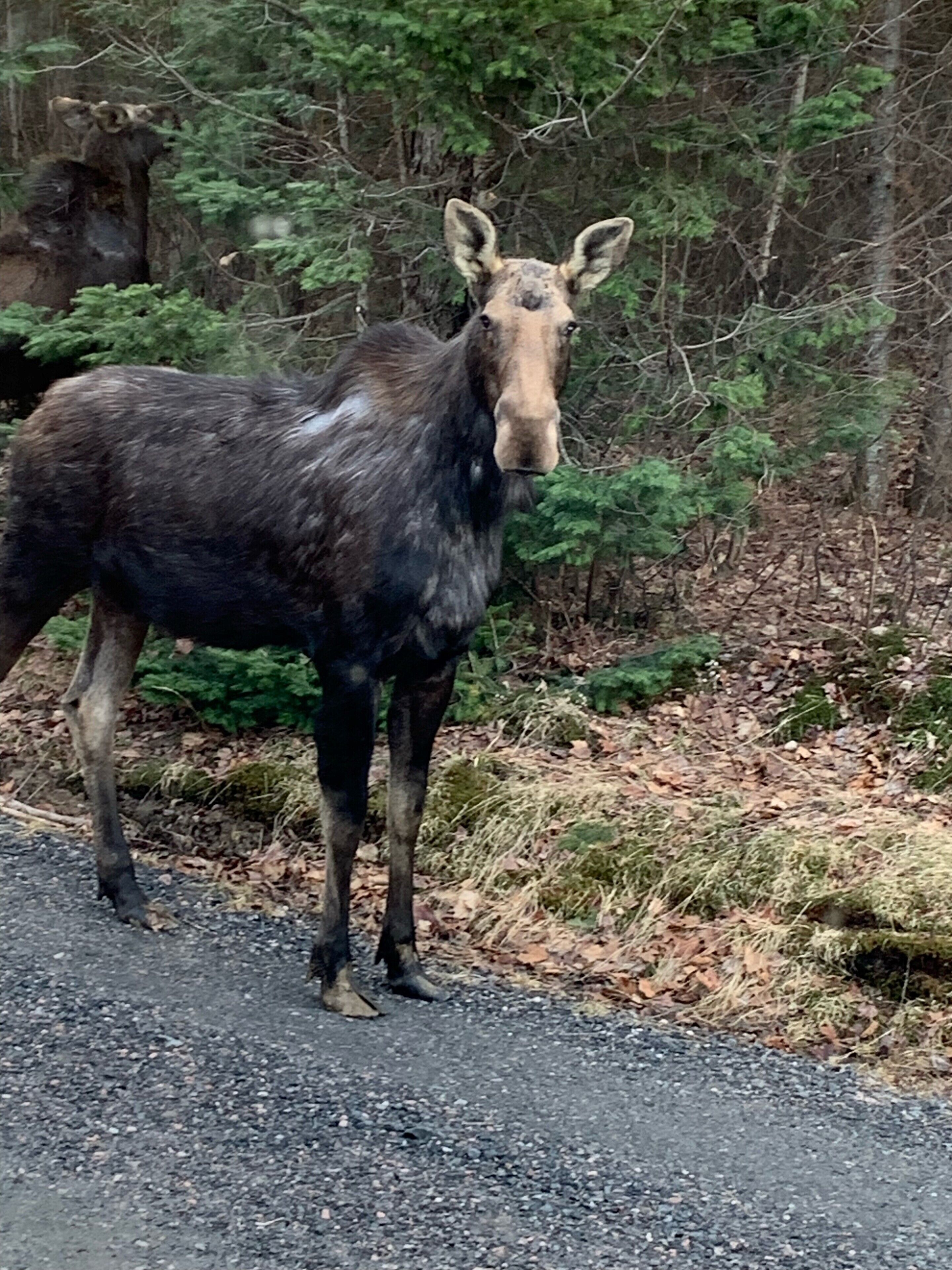 Un alce parado sobre un camino de grava con un bosque al fondo.