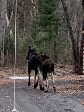 Un grupo de alces caminando por un sendero en un bosque.