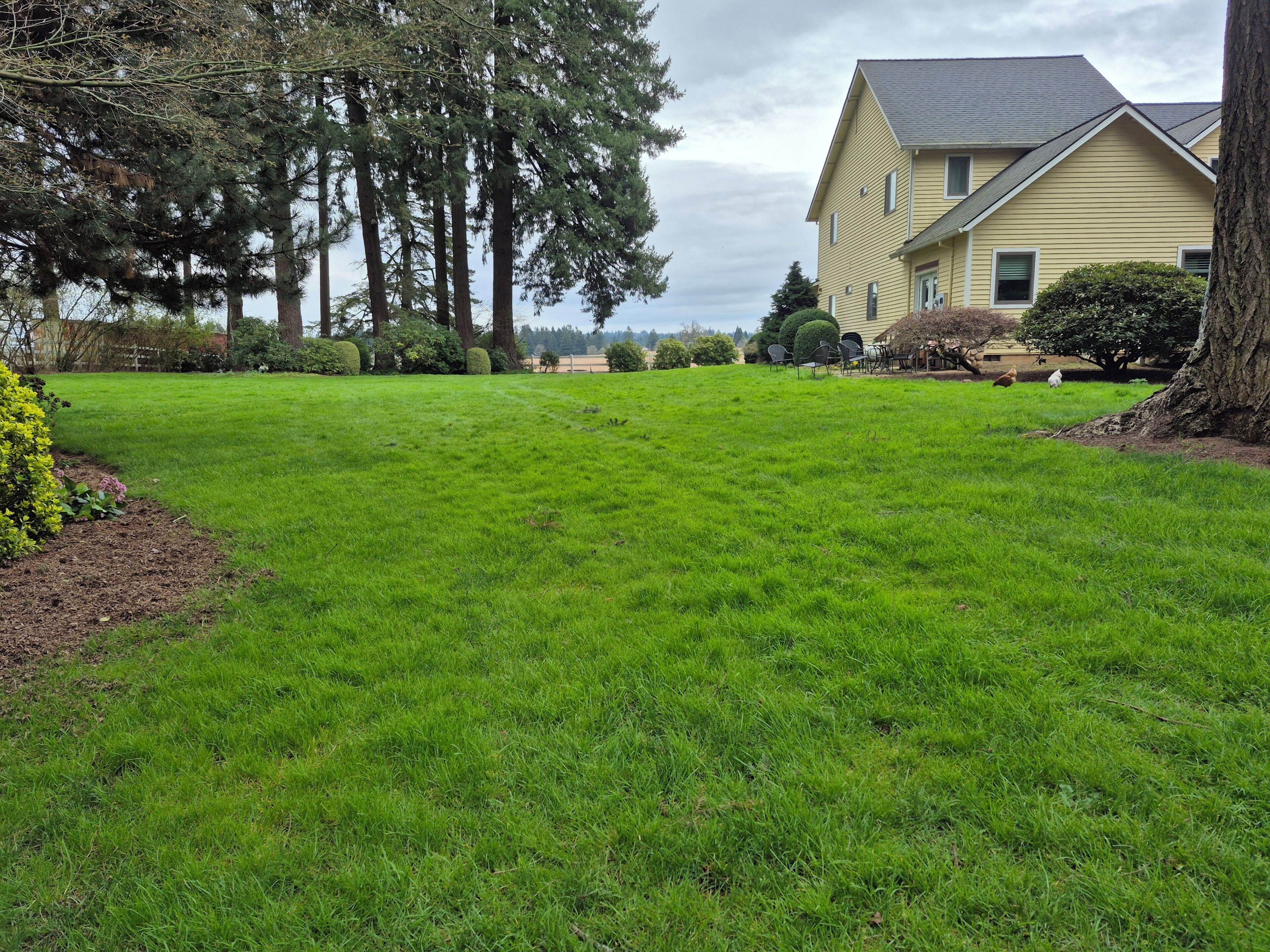Um bairro residencial com gramado bem cuidado, uma árvore grande e uma casa amarela com telhado cinza.