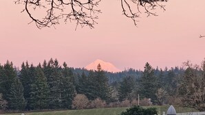 A white picket fence, dense evergreen trees, and a mountain in the background. - Spacious Suite on Oregon Equestrian Estate (Tualatin)