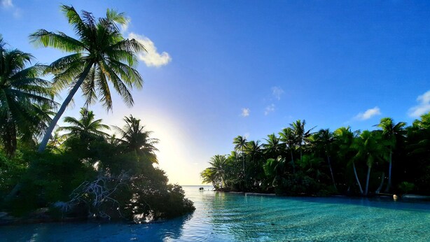 Une vue dégagée sur une plage tropicale, avec des palmiers et une mer calme.