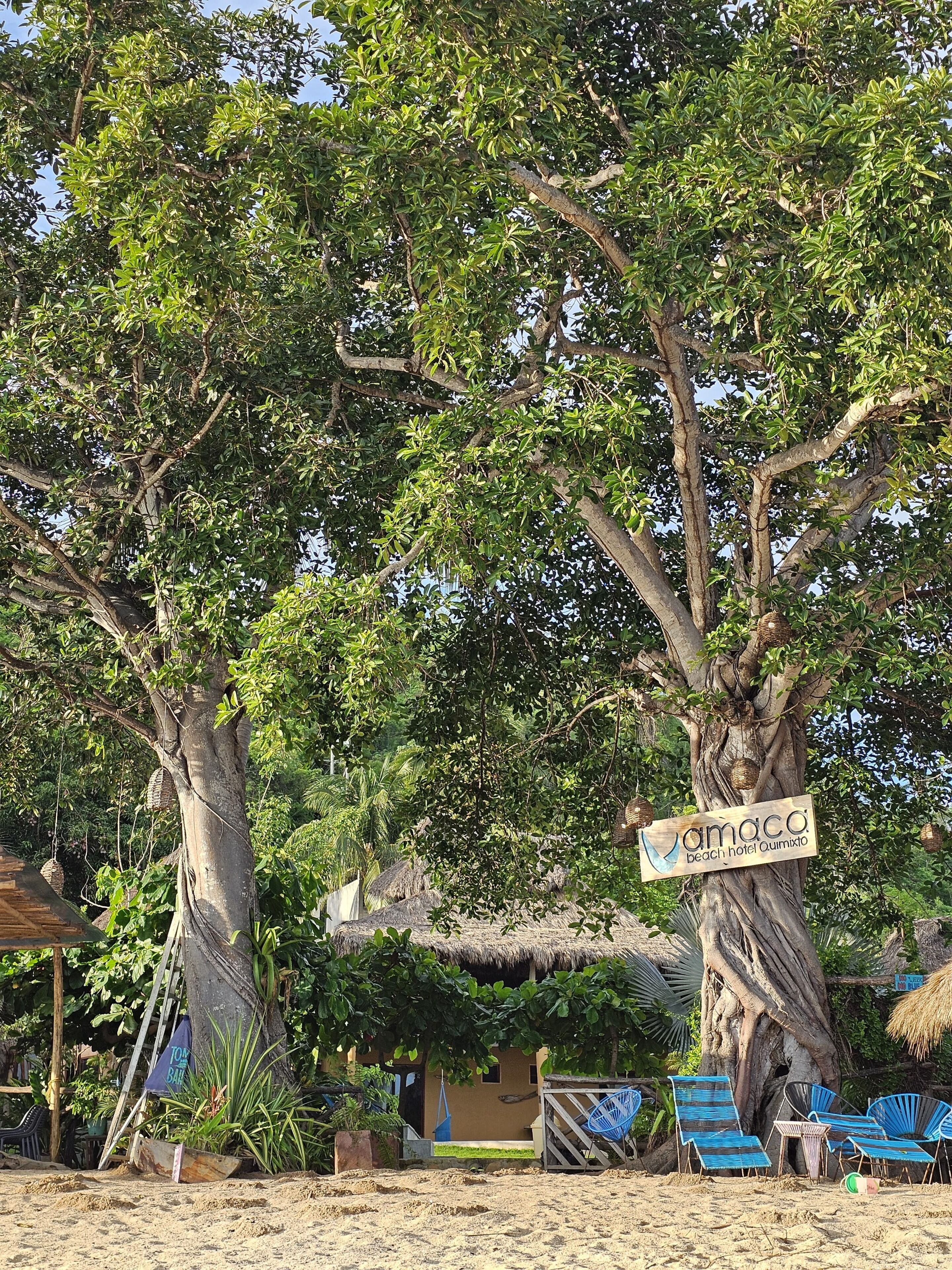 A beach setting with a large tree, a thatched-roof structure, and blue lounge chairs.