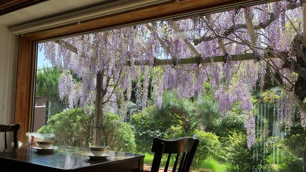Un área de comedor con una mesa y sillas, una ventana con vistas a árboles de glicina morada y follaje verde.