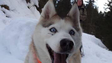 A close-up of a husky with a red collar in a snowy outdoor setting.