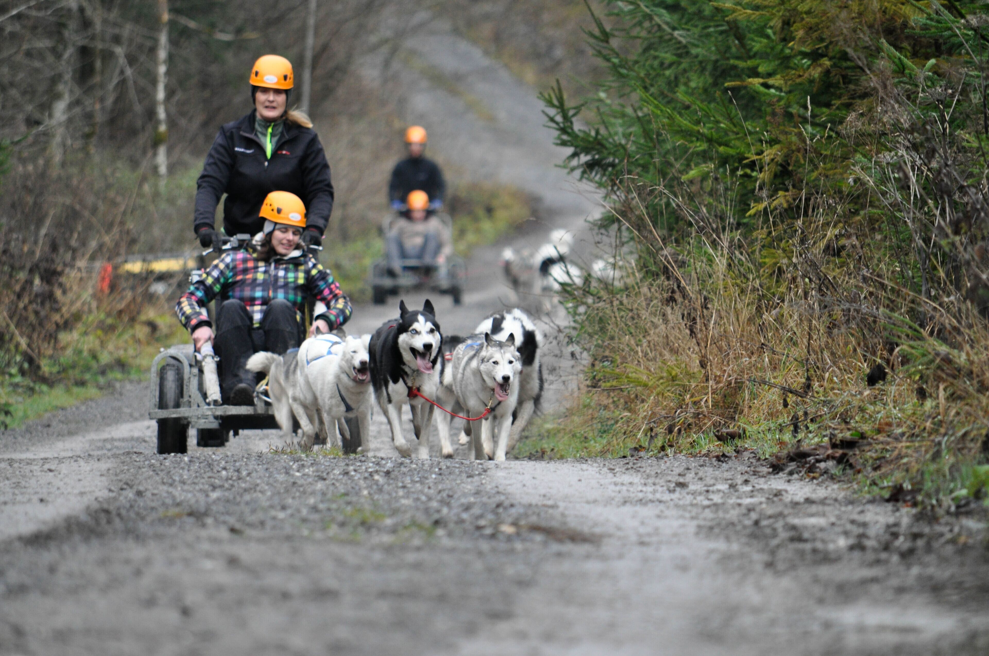 Une personne en fauteuil roulant, tirée par des chiens, sur un chemin de terre.