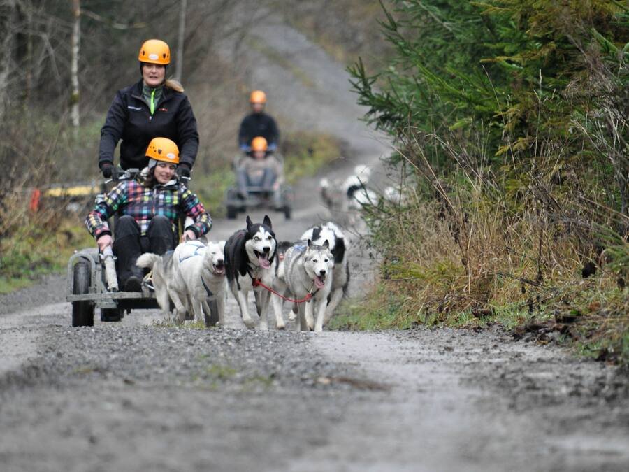 Une personne en fauteuil roulant, tirée par des chiens, sur un chemin de terre.