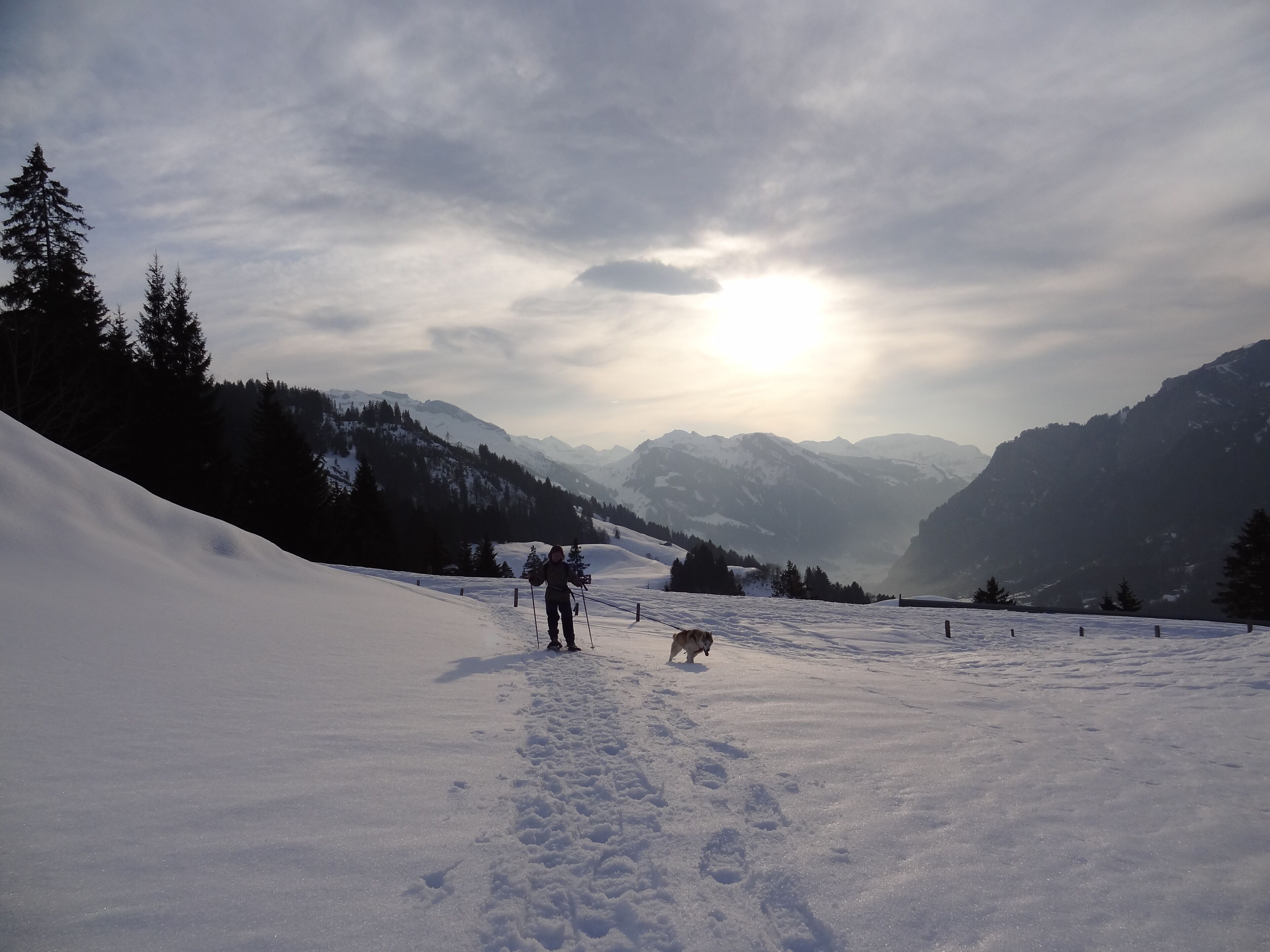 Un paysage enneigé avec une personne qui fait du ski et un chien.