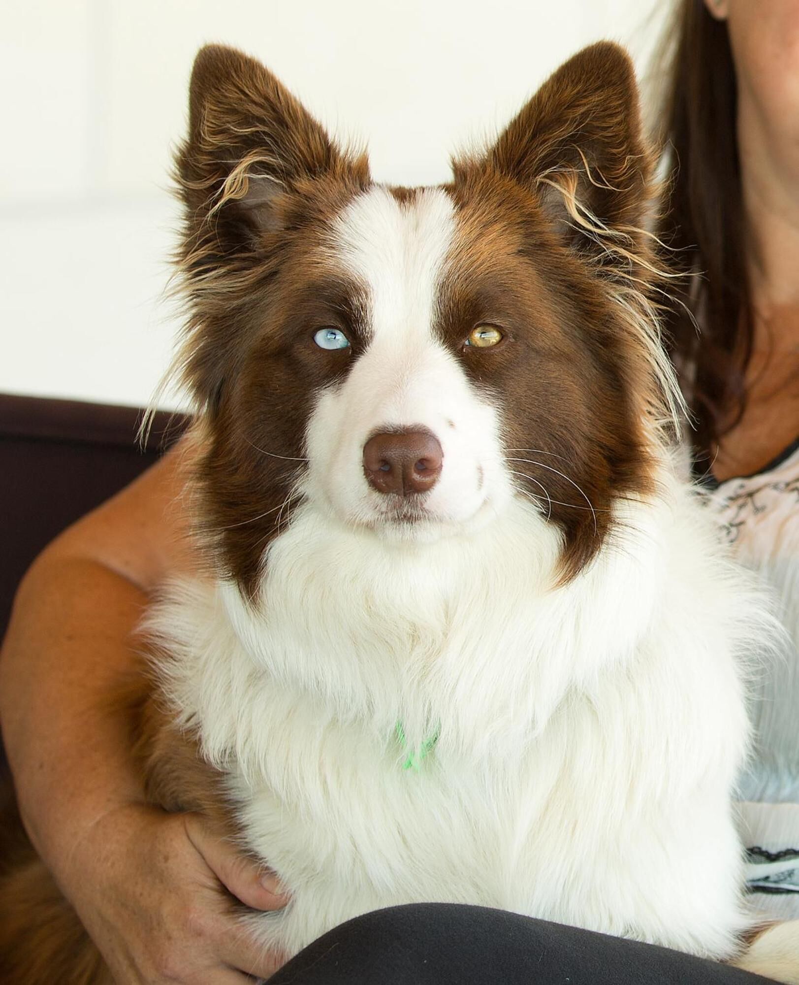 A person holding a dog with a white and brown coat.