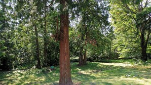 A natural outdoor area with a large tree, grassy ground, and a small pond. - POWER ON - The Forest Rooms -- A Peaceful Oasis close to everything (Issaquah)