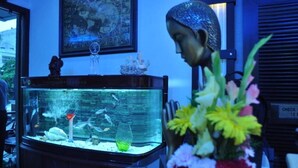 A fish tank with various aquatic plants and fish, a decorative bust, and a framed picture on the wall. - Hotel Solo Victoria (New Delhi)