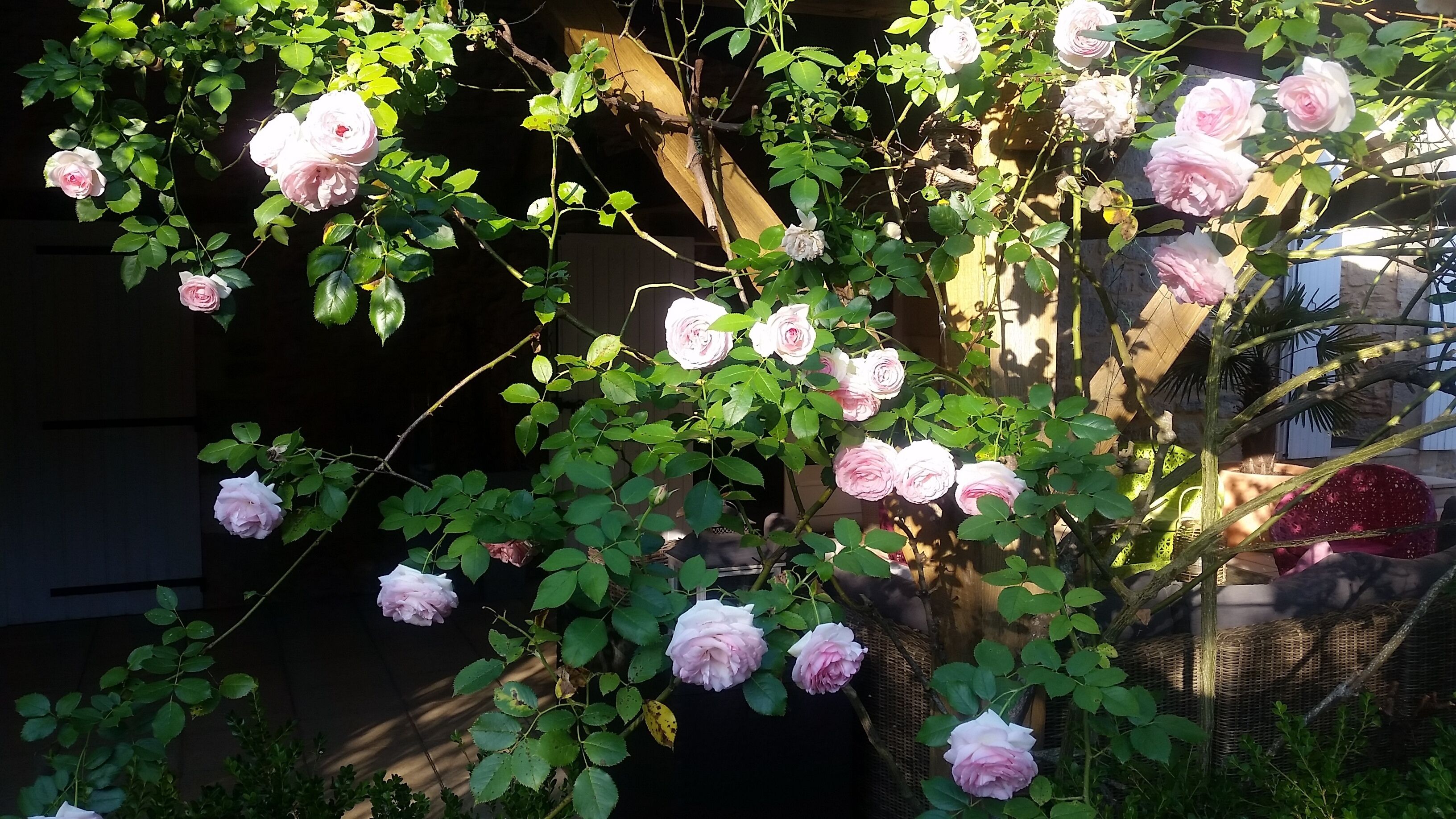 Um jardim com roseira trepadeira apoiada em um treliça de madeira.