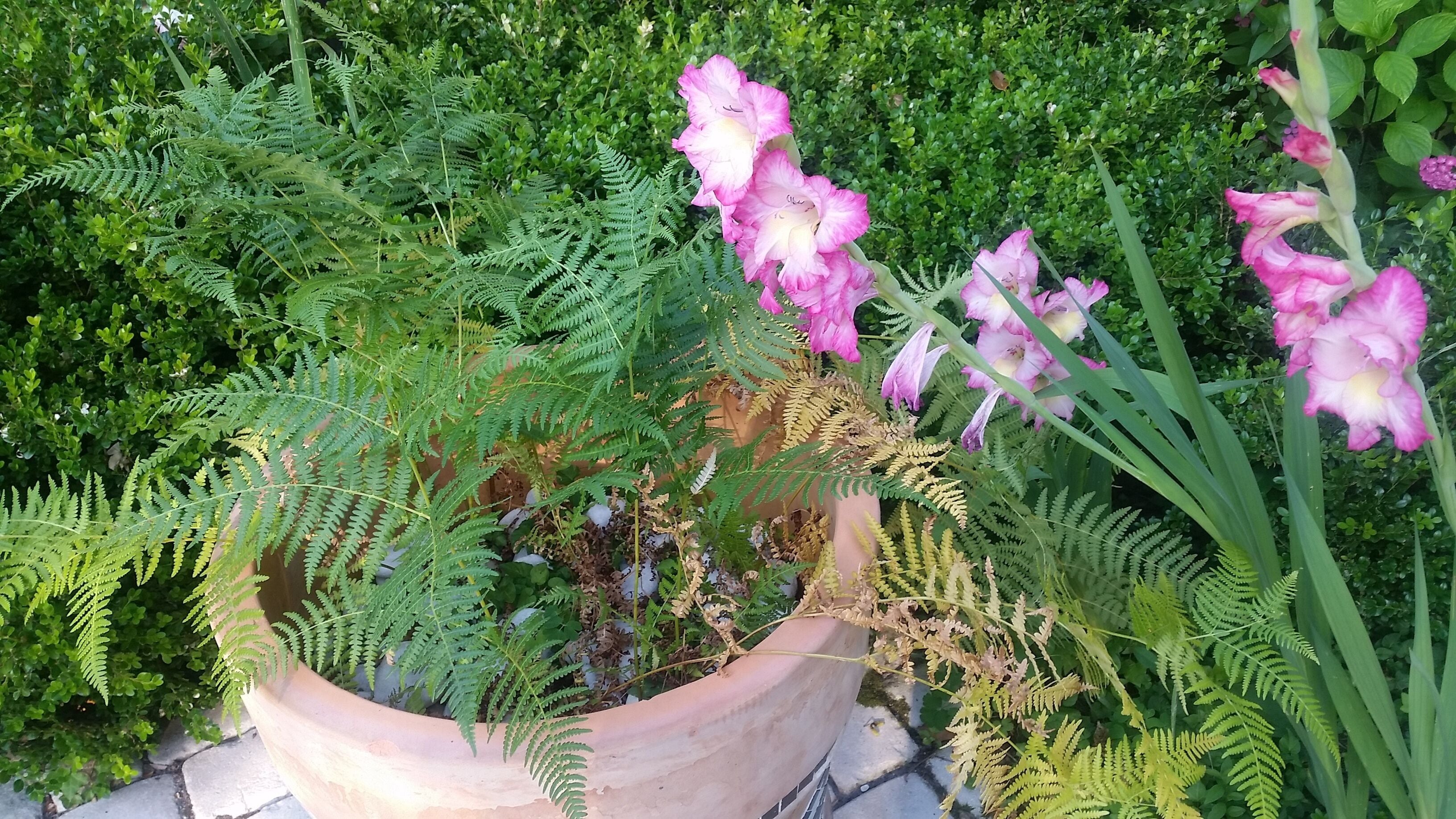 Une plante en pot avec des fleurs roses et un feuillage vert.