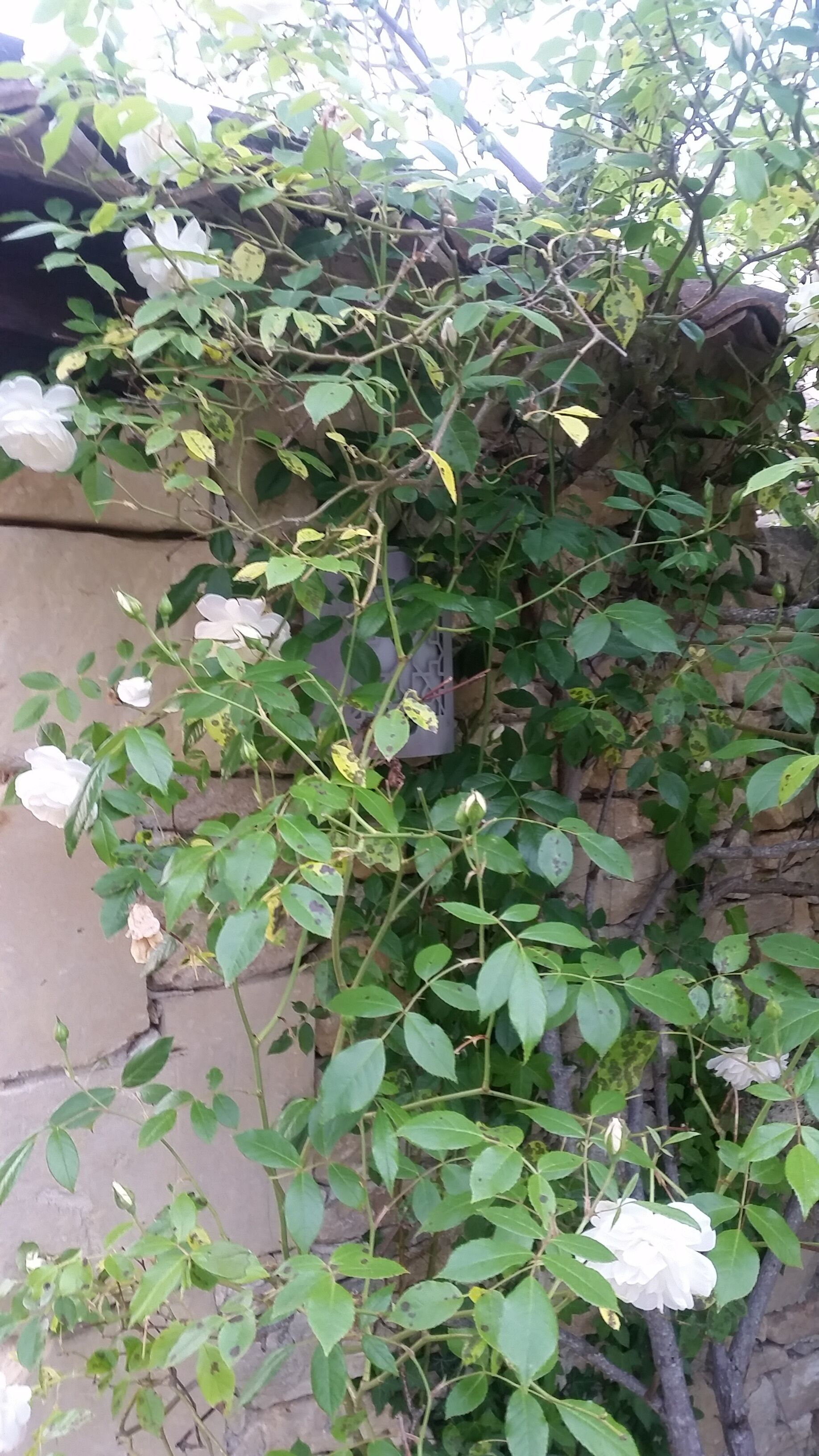 Une plante grimpante fixée au mur, avec des fleurs blanches et des feuilles vertes.