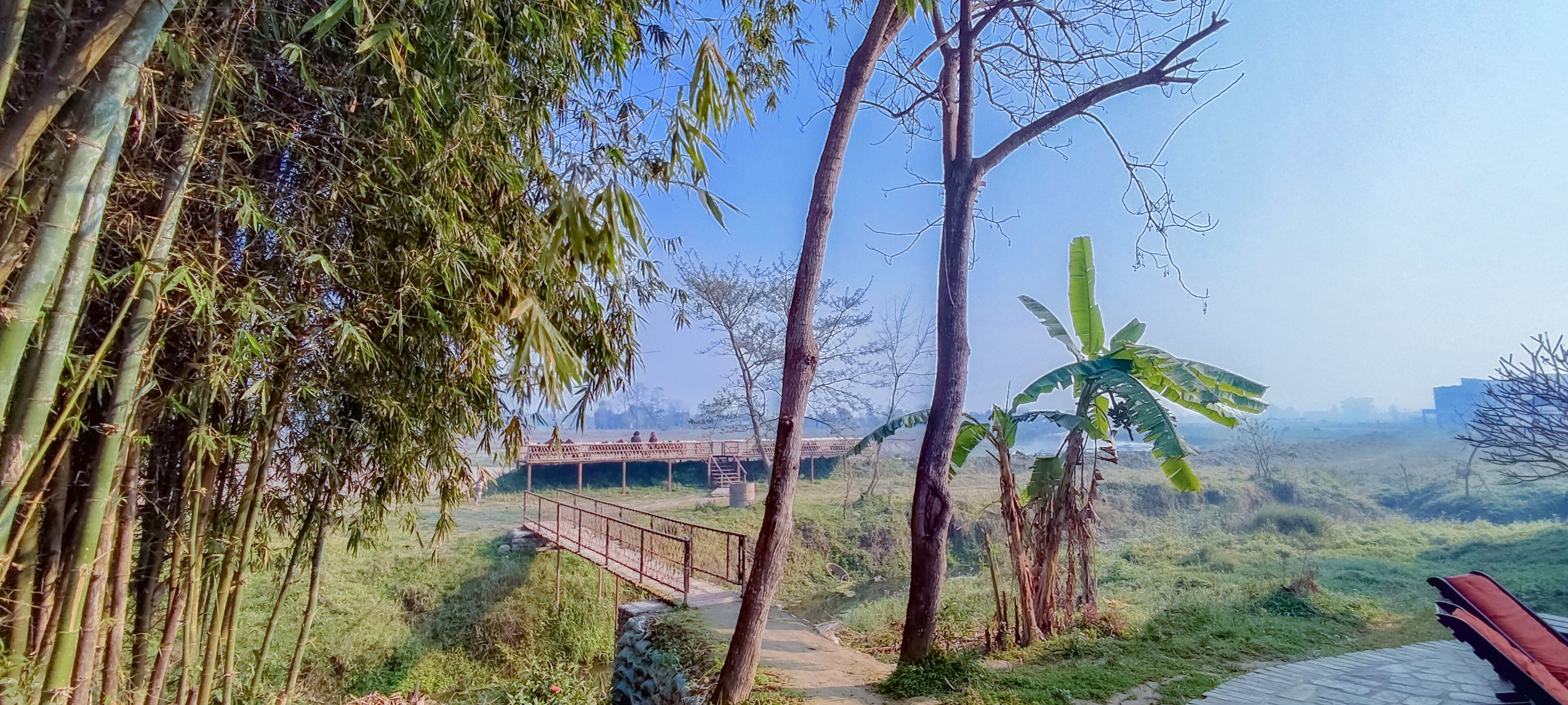 A bamboo forest, a bridge, and a banana tree.