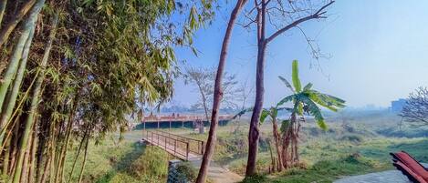 A bamboo forest, a bridge, and a banana tree.