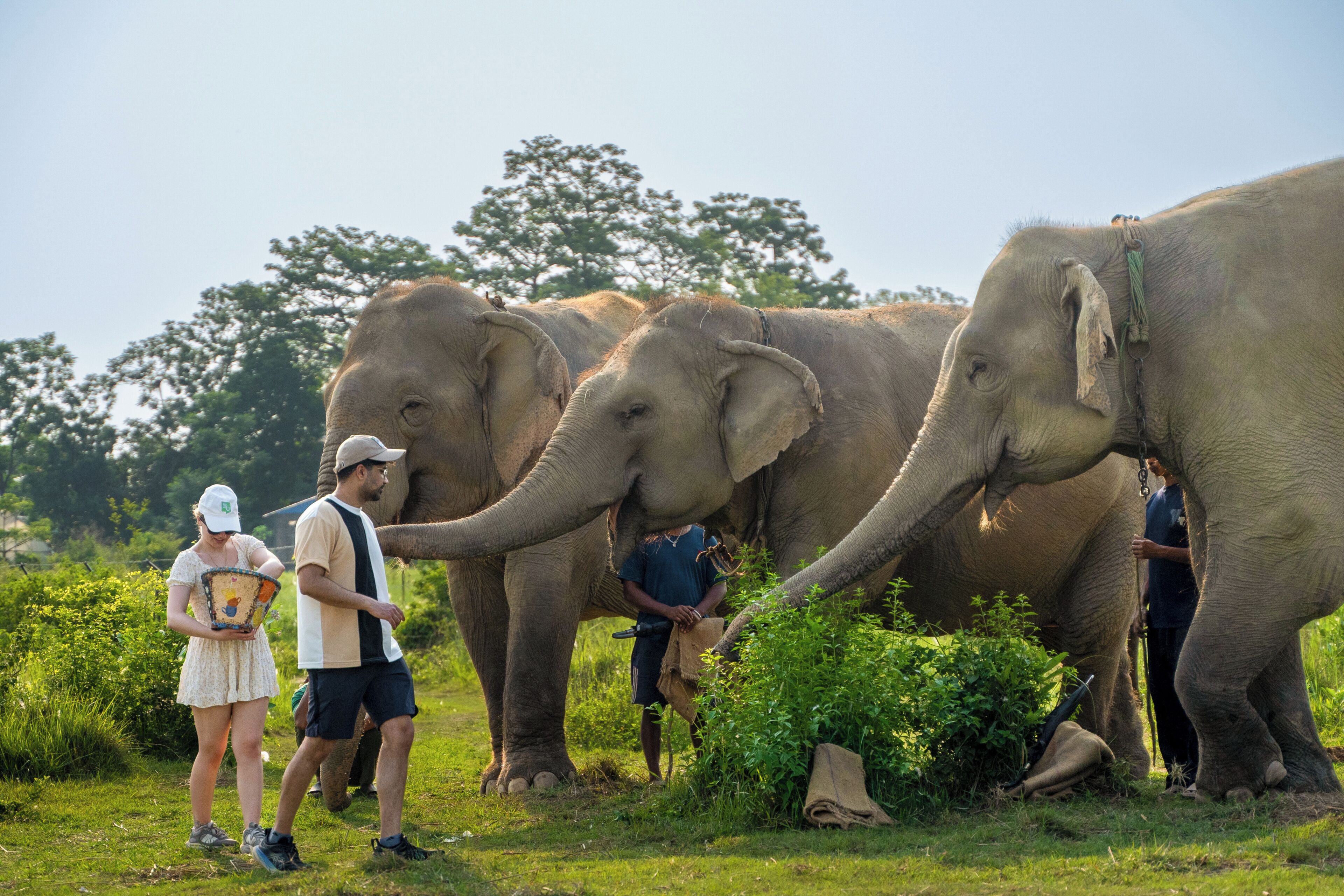 A group of elephants with people standing nearby.