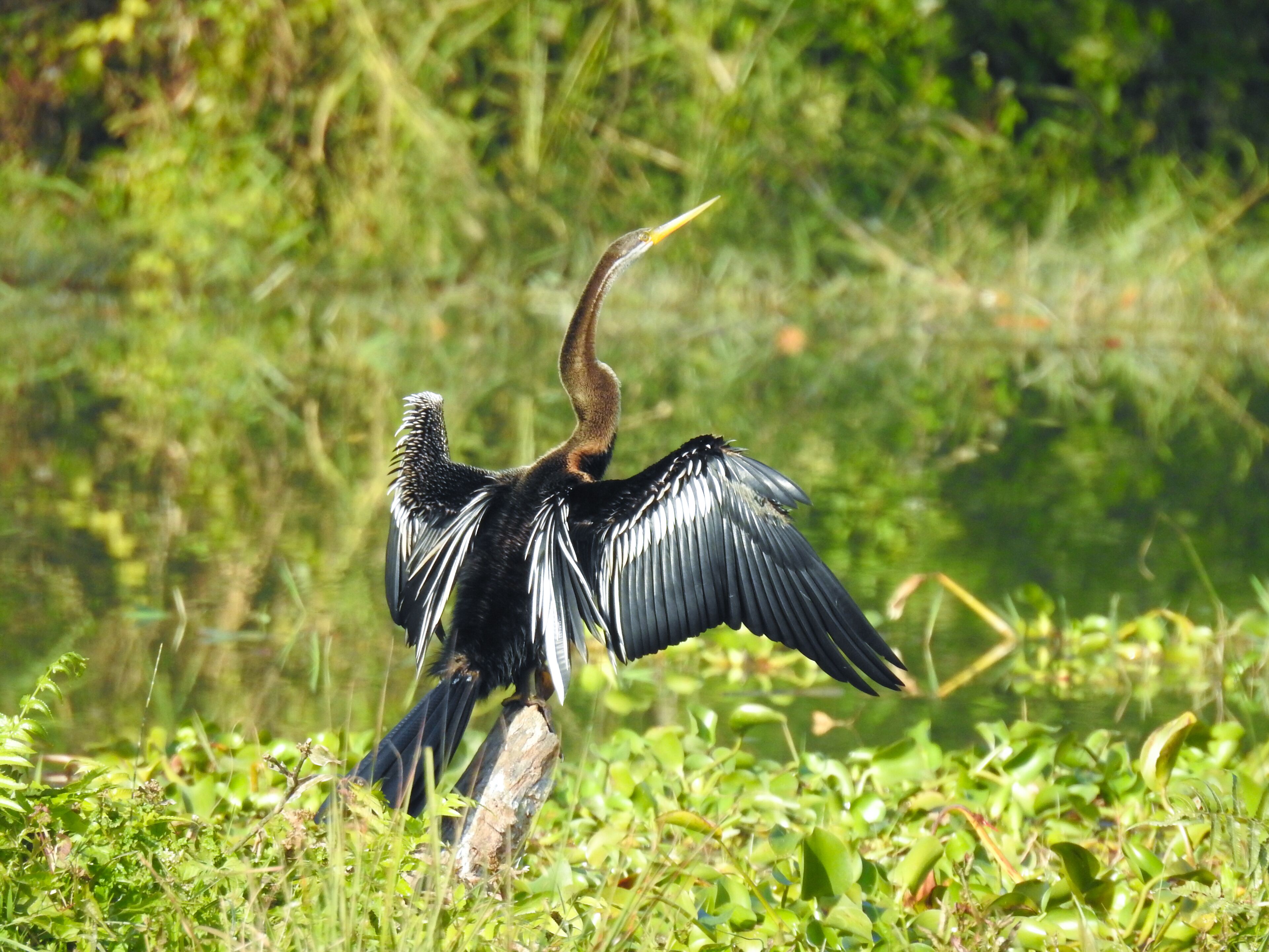 A bird with outstretched wings in a natural setting.