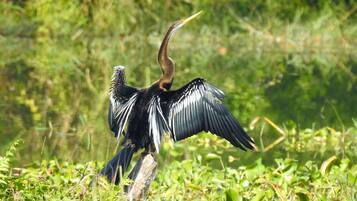 A bird with outstretched wings in a natural setting.