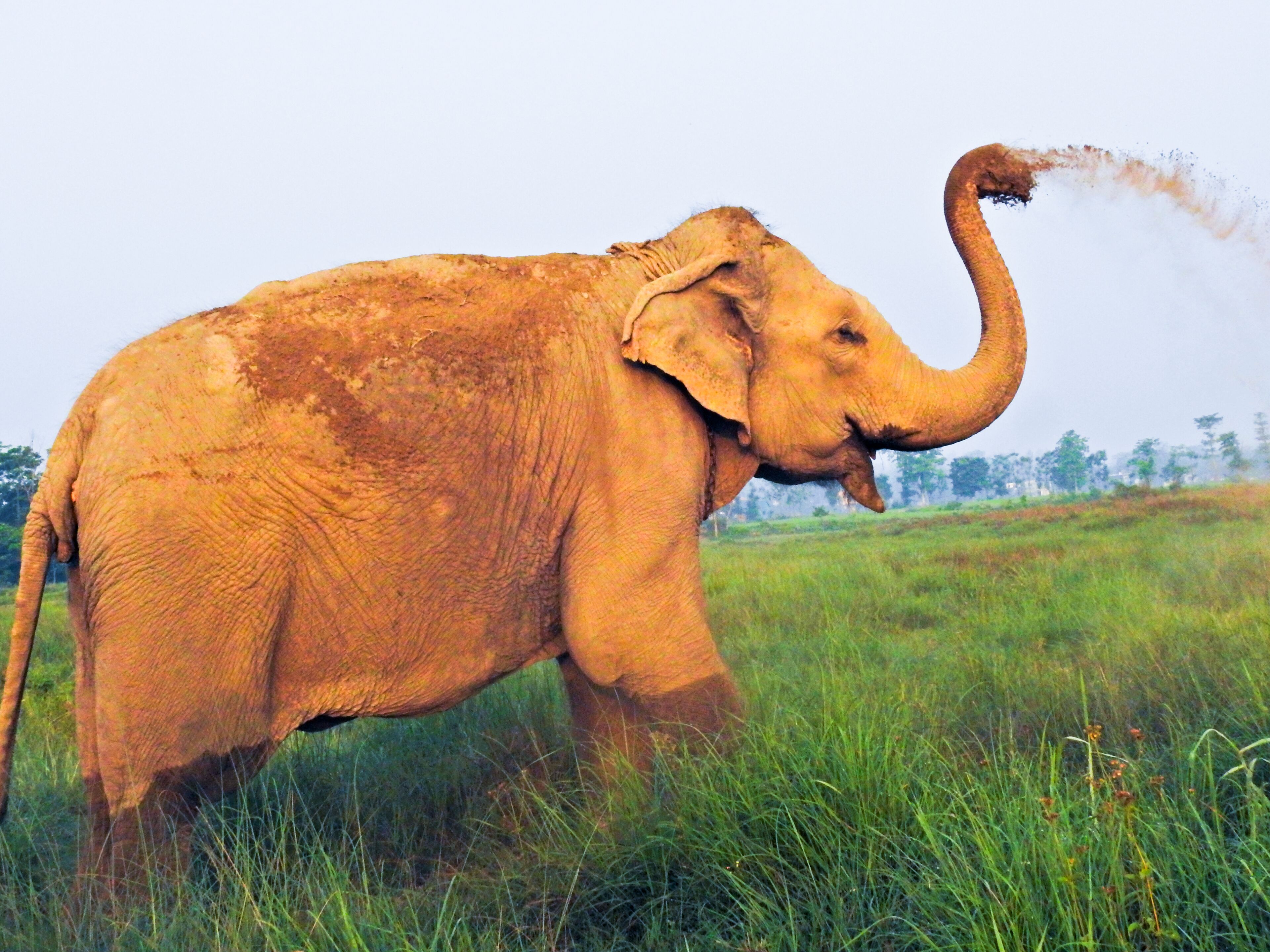 An elephant in a grassy field.