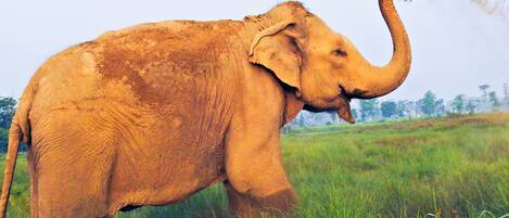 An elephant in a grassy field.