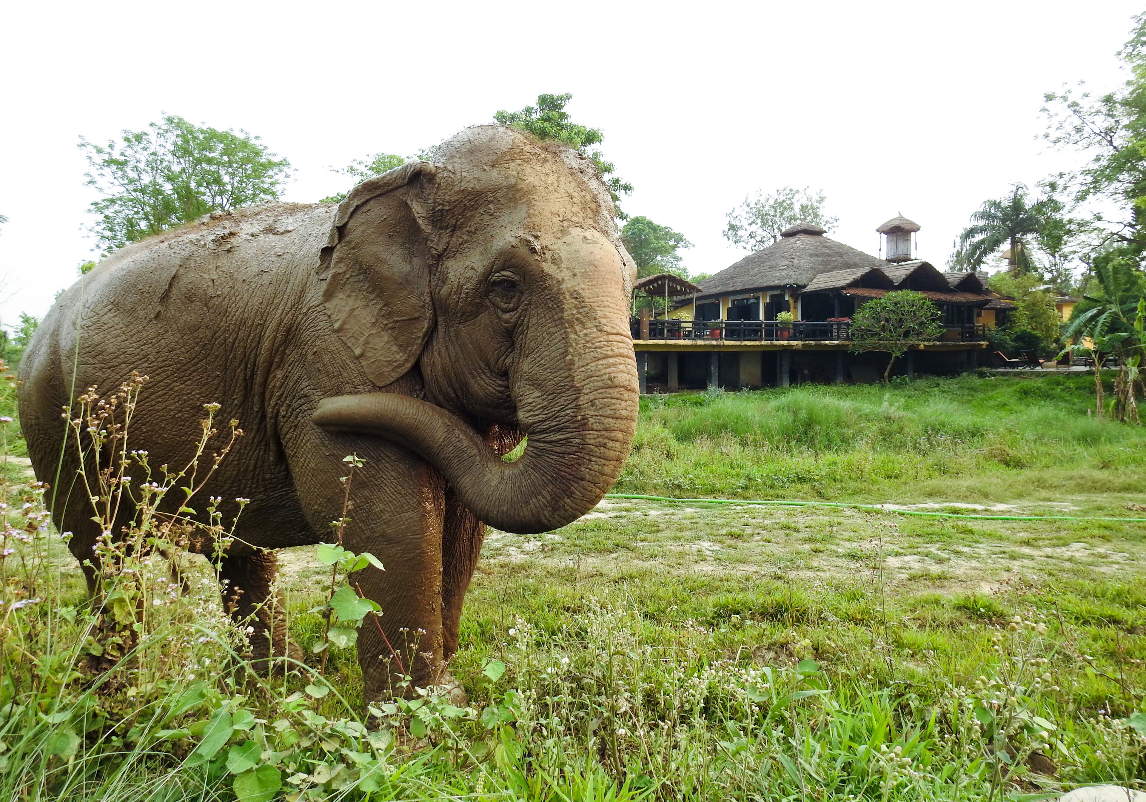 An elephant in a grassy area with a building in the background.