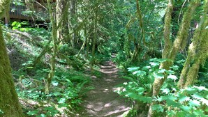 A forest path surrounded by trees and ferns.