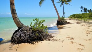 A beach with palm trees, clear blue water, and sandy shore.