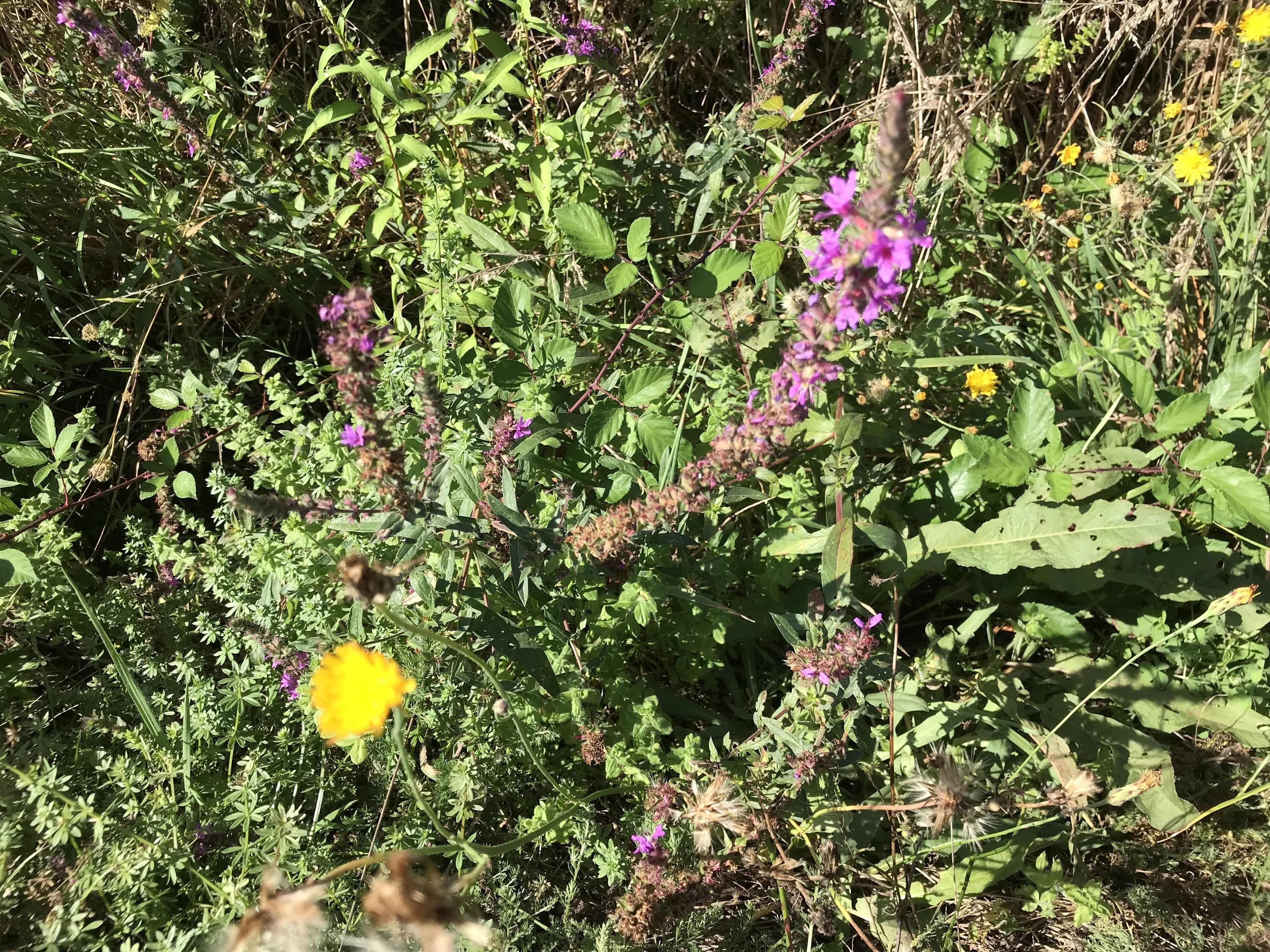Een weelderig, natuurlijk buitengebied met verschillende planten en bloemen, waaronder paarse en gele bloemen.