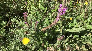 Een weelderig, natuurlijk buitengebied met verschillende planten en bloemen, waaronder paarse en gele bloemen.