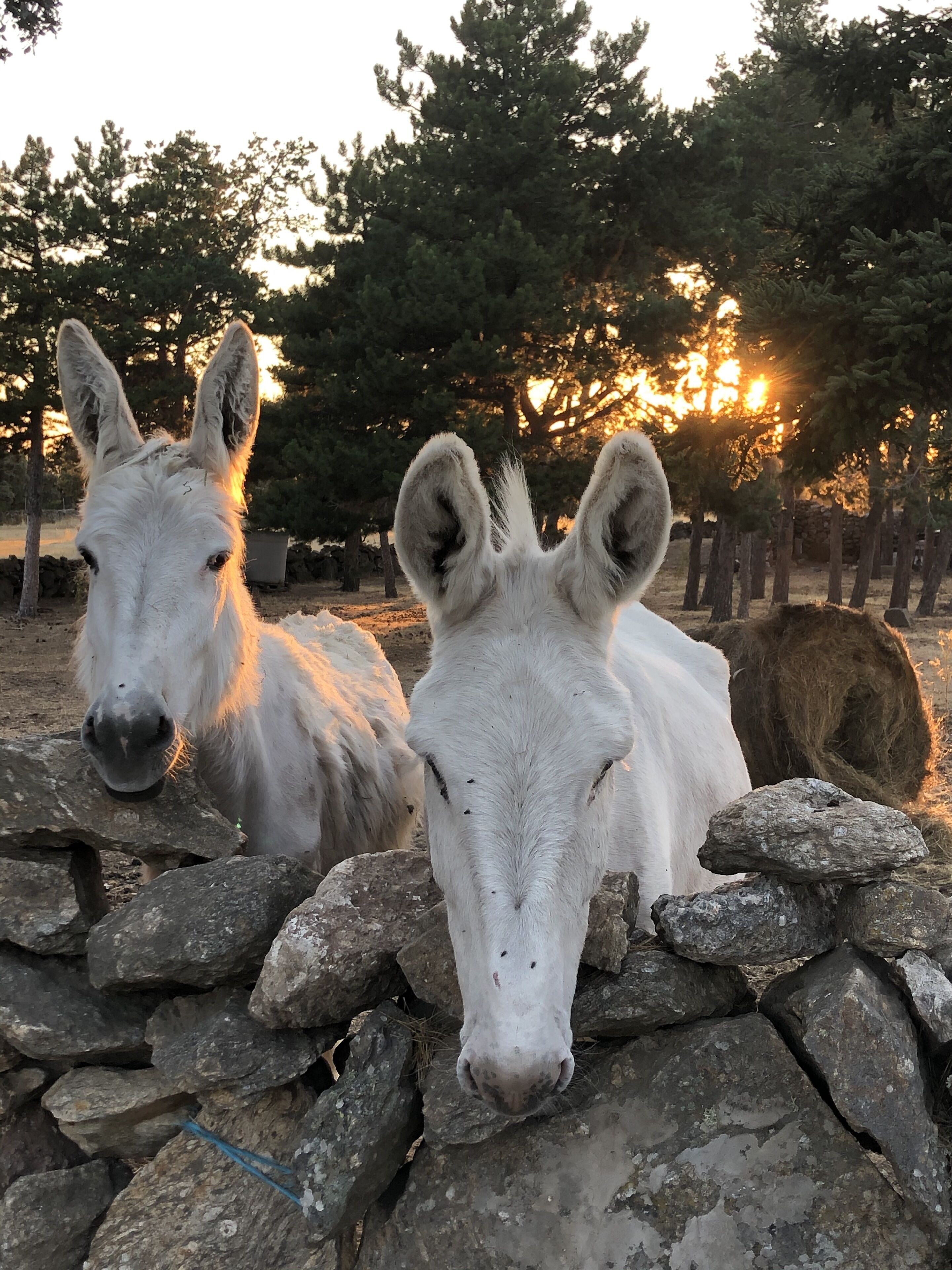 Dos caballos blancos detrás de un muro de piedra.