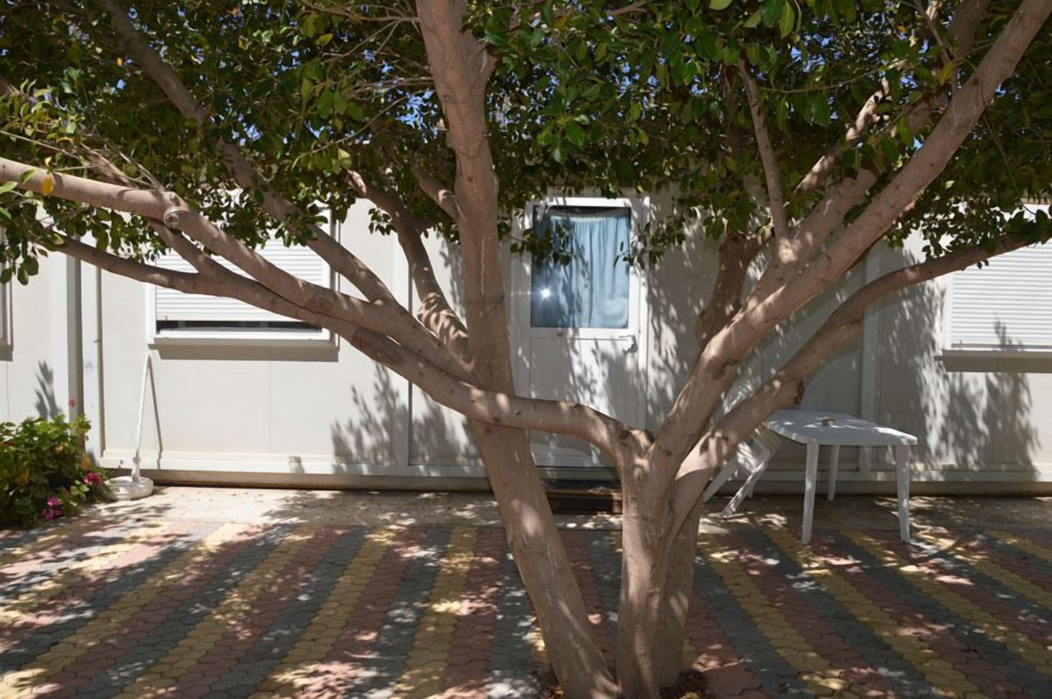A tree in front of a white building with a window and a small white chair.