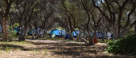 A campsite with multiple tents, surrounded by trees and grassy areas.