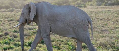 Un elefante caminando en un campo con hierba.