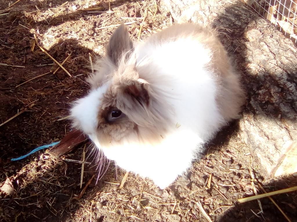 A small, fluffy white rabbit in a cage with a wire top and a straw-covered floor.