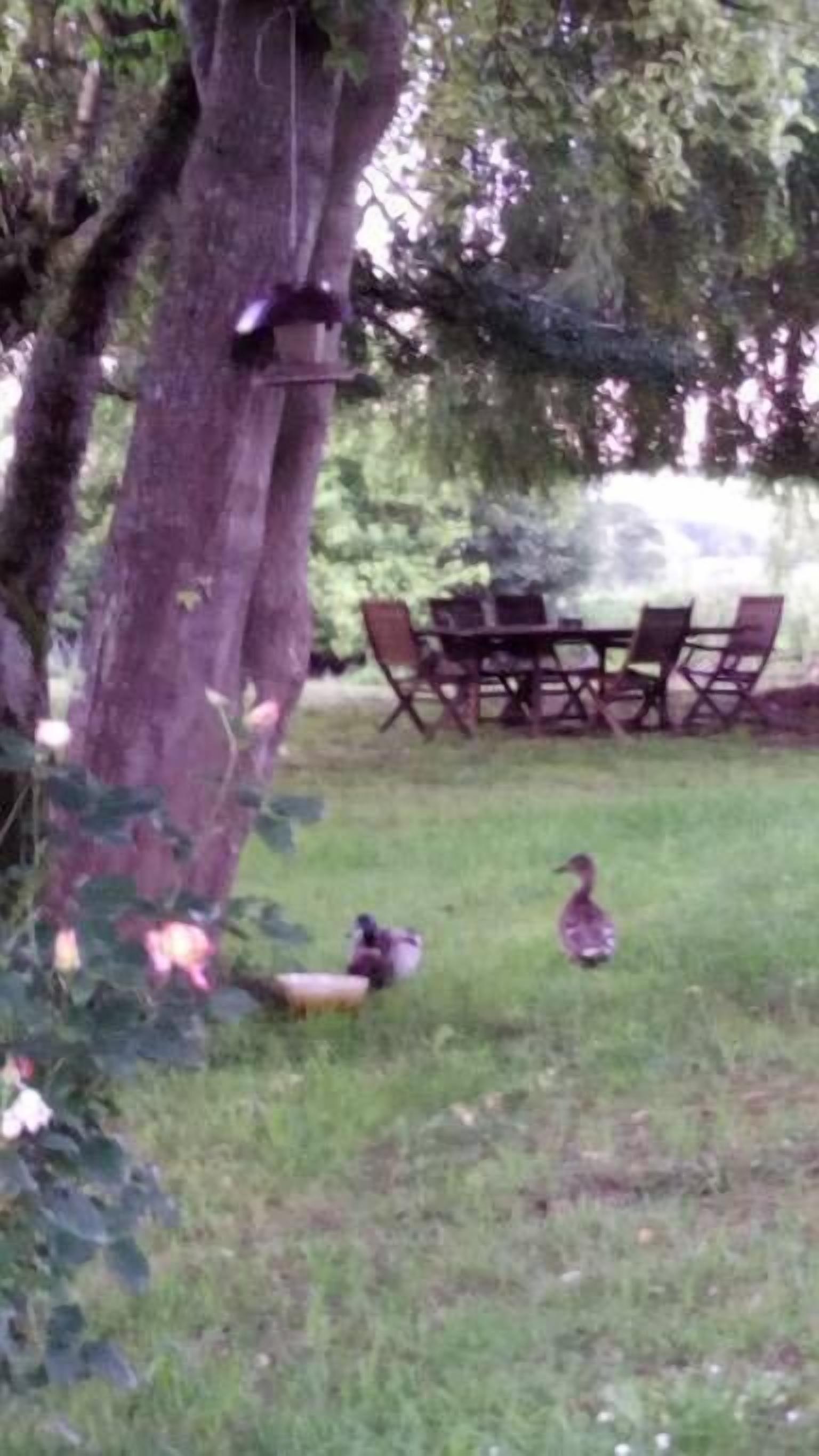 Un comedor con una mesa y sillas, un árbol y un pato en el césped.